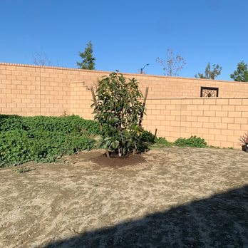 Moon Valley Nurseries - Haas avocado tree - Tree Services Near Me - Chino, California Moon Valley Nurseries - Haas avocado tree - Tree Services Near Me - Chino, California