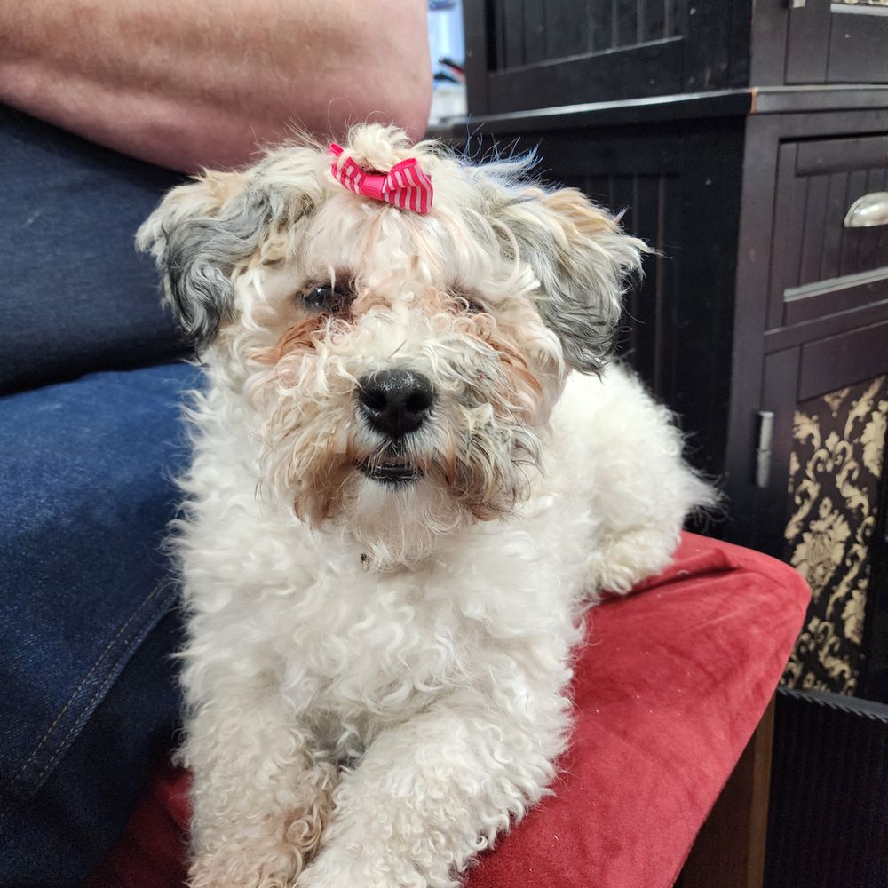Uptown Paws - Pet Groomers Near Me - Marion, Iowa