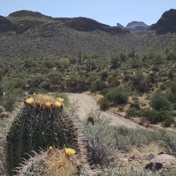 Usery Mountain Regional Park - These 2 Barrel Cacti are showing off their Yelp Crowns! - Parks Near Me - Mesa, Arizona