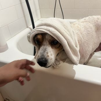 Barkys Bathtime - Lovey getting dried - Pet Groomers Near Me - Rancho Cucamonga, California
