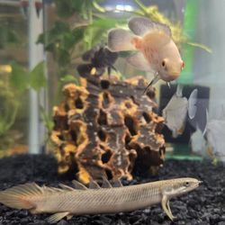 Fintastic Fish - Nigerian Bichir