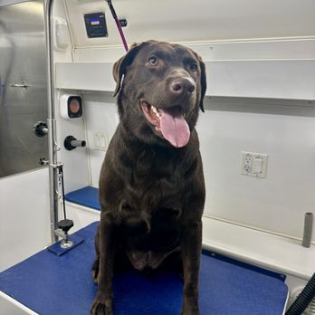Ray’s Mobile Dog Grooming - Pet Groomers Near Me - Sylmar, California Ray’s Mobile Dog Grooming - Pet Groomers Near Me - Sylmar, California