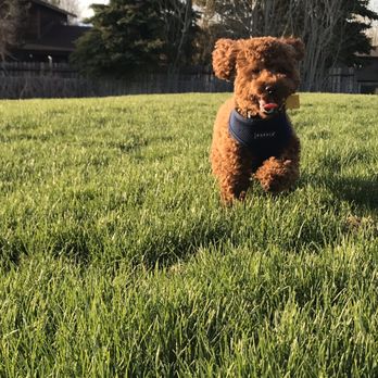 Idaho Jewels Poodles - Bruno running - Pet Breeders Near Me Idaho Jewels Poodles - Bruno running - Pet Breeders Near Me