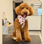Photo of Z Dog Grooming