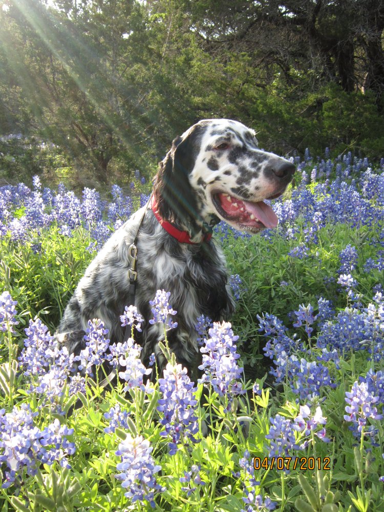 HOT DOG! GROOMERS Updated September 2024 317 SW Wilshire Blvd