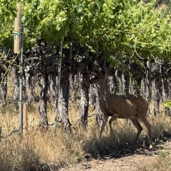 Steinbeck Vineyards & Winery - Lots of deer roaming about