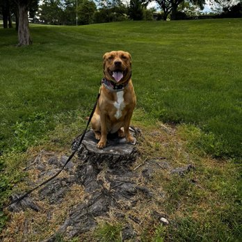 Angie's Angels K9 Training - Pet Training Near Me Angie's Angels K9 Training - Pet Training Near Me