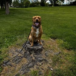 Angie's Angels K9 Training