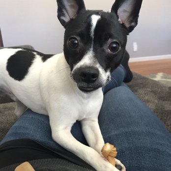 Pet Doctor - Veterinarians Near Me - Clinton Township, Michigan Pet Doctor - Veterinarians Near Me - Clinton Township, Michigan