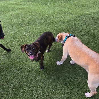 Feels Like Home - Molly playing ! - Pet Training Near Me - Santee, California