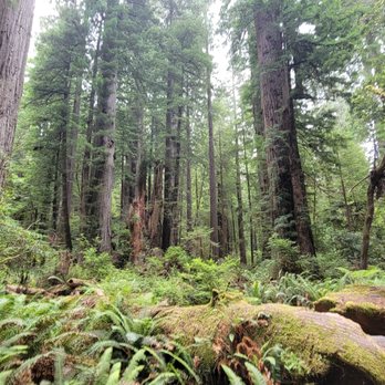 Prairie Creek Redwoods State Park - Parks Near Me - Orick, California Prairie Creek Redwoods State Park - Parks Near Me - Orick, California