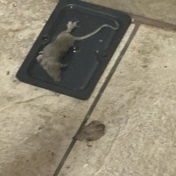 El Caporal Mexican Restaurant - Rat we found in women's restroom alive while dining for lunch today. - Mexican Near Me - Pocatello, Idaho
