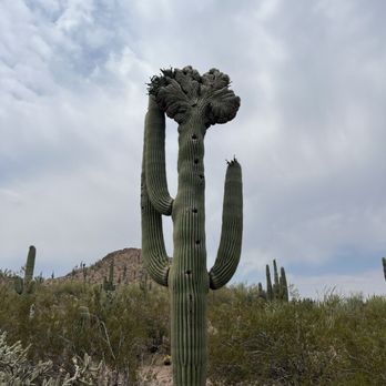 Desert Botanical Garden - Many amazing plants to see! - Botanical Gardens Near Me - Phoenix, Arizona Desert Botanical Garden - Many amazing plants to see! - Botanical Gardens Near Me - Phoenix, Arizona