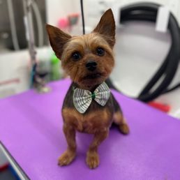 Milo after his groom and posing with his new hairdo and bow tie.