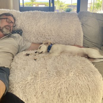 LA Pets Alive - Sleepy puppy with his favorite person. - Animal Shelters Near Me - Tarzana, California LA Pets Alive - Sleepy puppy with his favorite person. - Animal Shelters Near Me - Tarzana, California