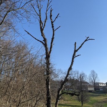 Devs Climb N Cut - Before - Tree Services Near Me - Canonsburg , Pennsylvania