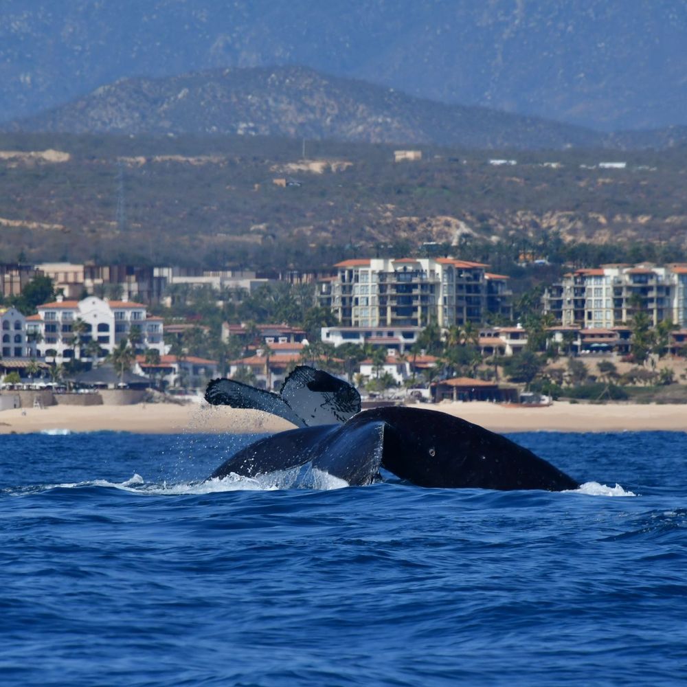 Whale Watch Cabo - Tours Near Me - Cabo San Lucas, BCS Whale Watch Cabo - Tours Near Me - Cabo San Lucas, BCS