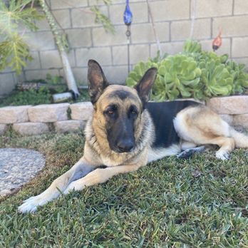 CURB Mobile Pet Groomers - Pet Groomers Near Me