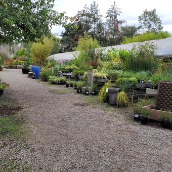 Hughes Water Gardens - 8/22/2021 - Nurseries & Gardening Near Me - Tualatin, Oregon