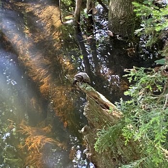 Edward Ball Nature Trail - Turtle - Hiking Near Me - Pensacola, Florida Edward Ball Nature Trail - Turtle - Hiking Near Me - Pensacola, Florida
