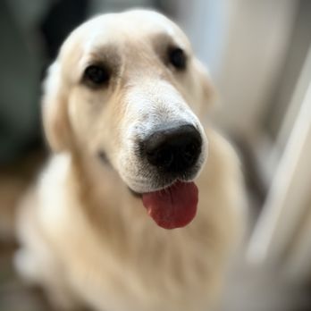 DogsNewBFF - Frosty - Pet Sitting Near Me DogsNewBFF - Frosty - Pet Sitting Near Me