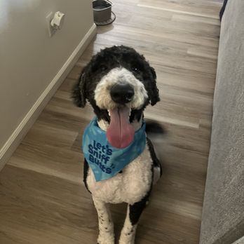 Alice's Pet Parlor - Pet Groomers Near Me - Reno, Nevada Alice's Pet Parlor - Pet Groomers Near Me - Reno, Nevada