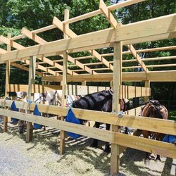 Jim Thorpe Horse Adventures - The horses!
