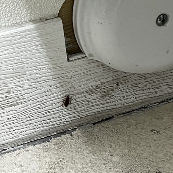 La Fountain - Roach in the ladies room - Mexican Near Me - Lehi, Utah La Fountain - Roach in the ladies room - Mexican Near Me - Lehi, Utah