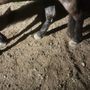 Photo of Ronnie Pearson Horse Shoeing