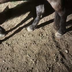 Ronnie Pearson Horse Shoeing
