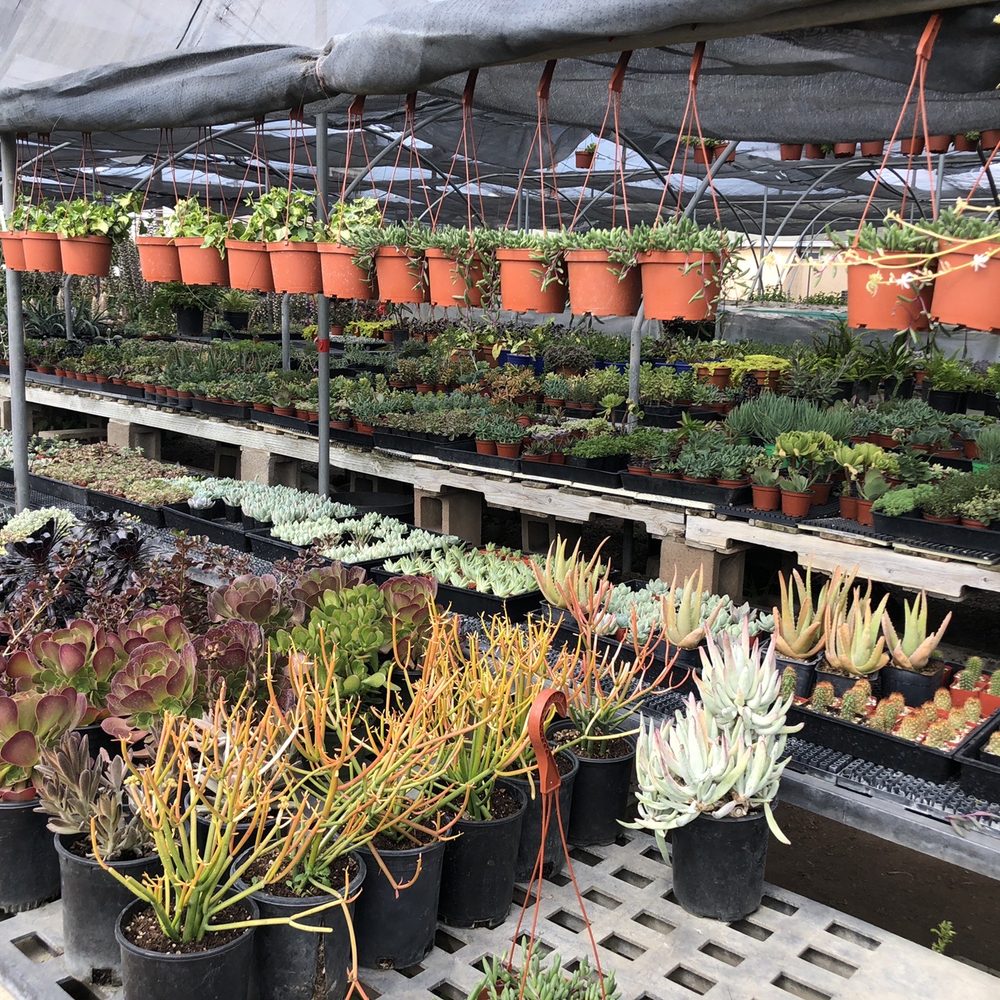 Garibaldo's Nursery - Succulents - Nurseries & Gardening Near Me - Bellflower, California
