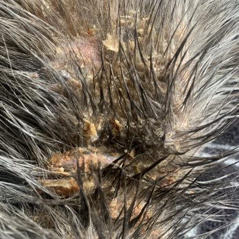 Angel Pet Grooming Gallery - Sores and flaking skin from ringworm contracted at this location - Pet Stores Near Me - Placentia, California Angel Pet Grooming Gallery - Sores and flaking skin from ringworm contracted at this location - Pet Stores Near Me - Placentia, California