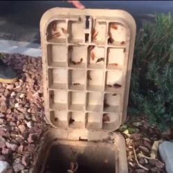 EcoGen Pest Control - Roaches love to breed and nest in sprinkler boxes.