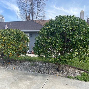 Arborland Tree Service - Tree Services Near Me Arborland Tree Service - Tree Services Near Me