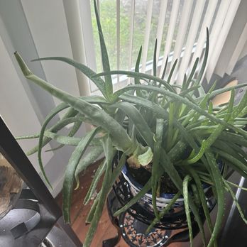 The Garden - This is one of the before pictures of my aloe vera plant - Nurseries & Gardening Near Me - Schenectady, New York The Garden - This is one of the before pictures of my aloe vera plant - Nurseries & Gardening Near Me - Schenectady, New York