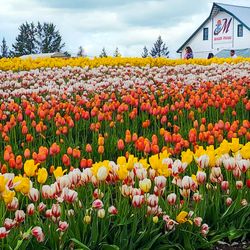 Maris Farms