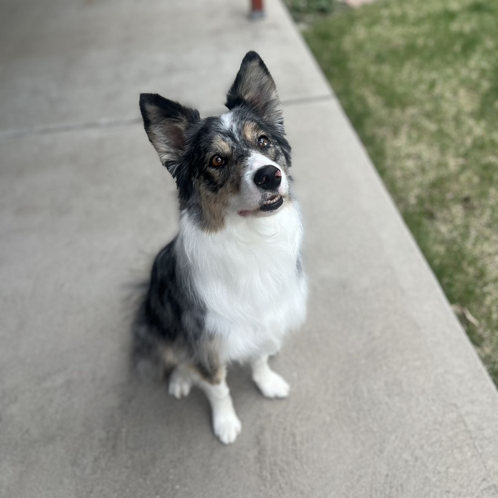 Happy Paw Grooming - Pet Groomers Near Me - Centennial, Colorado Happy Paw Grooming - Pet Groomers Near Me - Centennial, Colorado