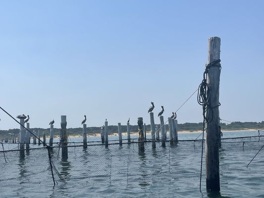 Chesapean Outdoors by null