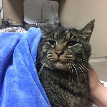 Tanasbourne Veterinary Emergency - Veterinarians Near Me - Beaverton, Oregon Tanasbourne Veterinary Emergency - Veterinarians Near Me - Beaverton, Oregon