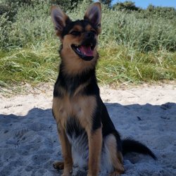 Hundestrand - Josi freut sich über den Strand