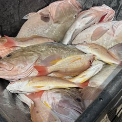 FishProCharters - Our catches! Red Grouper and Lane Snapper 