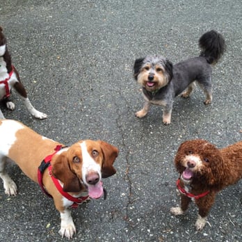 Canine Centric - Pet Training Near Me