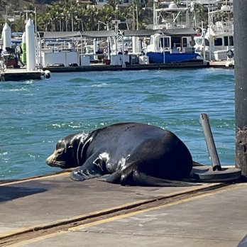 Cabo Adventures - Sea lion up close! - Boat Tours Near Me - Cabo San Lucas, BCS Cabo Adventures - Sea lion up close! - Boat Tours Near Me - Cabo San Lucas, BCS