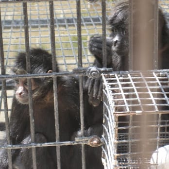 Monkey Jungle - Zoos Near Me - Miami, Florida Monkey Jungle - Zoos Near Me - Miami, Florida