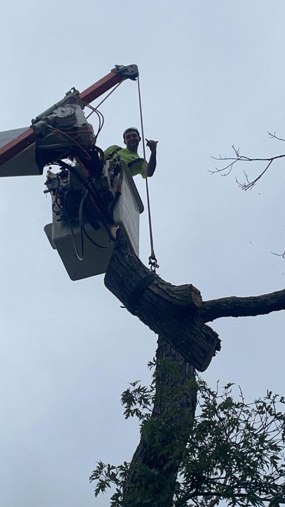 Carolina Elite Construction & Tree services - tree service in Columbia, SC