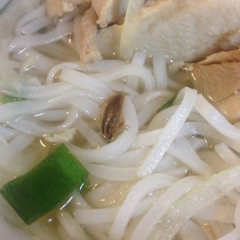 Pho 777 - THIS IS A FUCKING COCKROACH IN MY CHICKEN PHO!!! #DISGUSTED - Vietnamese Near Me - Honolulu, Hawaii Pho 777 - THIS IS A FUCKING COCKROACH IN MY CHICKEN PHO!!! #DISGUSTED - Vietnamese Near Me - Honolulu, Hawaii