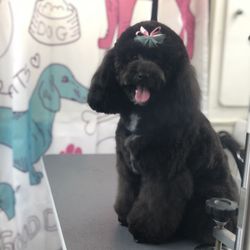 Pretty Pups Pet Care - Coco