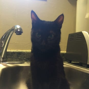 Seattle Area Feline Rescue - All day, every day, this is Ivy's (nee Salty) favorite spot! #waterbabies - Animal Shelters Near Me - Seattle, Washington Seattle Area Feline Rescue - All day, every day, this is Ivy's (nee Salty) favorite spot! #waterbabies - Animal Shelters Near Me - Seattle, Washington