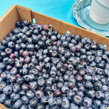 Agrobliss Farms - Blueberries - Pick Your Own Farms Near Me - Everett, Washington Agrobliss Farms - Blueberries - Pick Your Own Farms Near Me - Everett, Washington