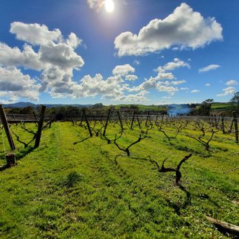 Heron's Flight Cellar Door - Views - Wine Tasting Room Near Me - Warkworth, AUK Heron's Flight Cellar Door - Views - Wine Tasting Room Near Me - Warkworth, AUK